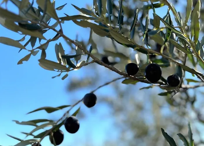 Mediterranean Garden شقة