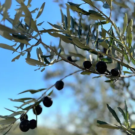 Mediterranean Garden Apartmán